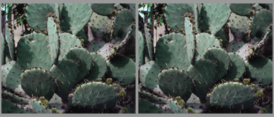 Cactus parallel viewing